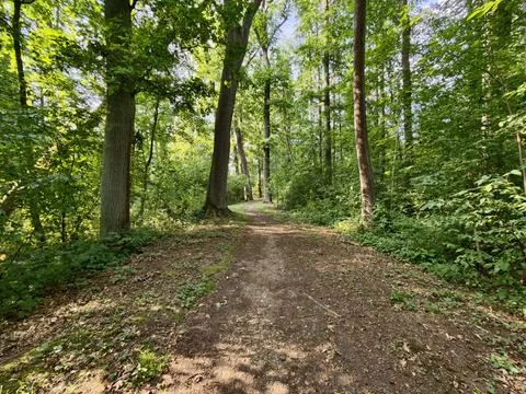 Sunlit forest trail winding through tall hardwood trees, dappled light, lea.. Stock Photos
