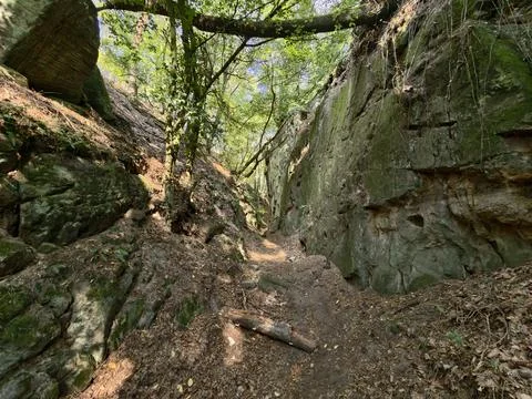 Sunlit forest trail winding through mossy roots inside narrow woodland cany.. Stock Photos
