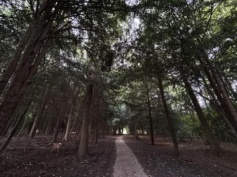 Sunlit forest trail winding through tall evergreen trees with dense canopy Stock Photos