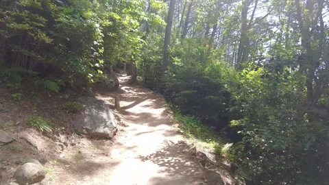 Sunlit Forest Trail with Wooden Path and Lush Greenery in Busan Stock Footage 339228290