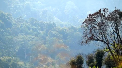 Sunlit Forest Tree with Misty Mountain Hills Background Stock Footage 329839248