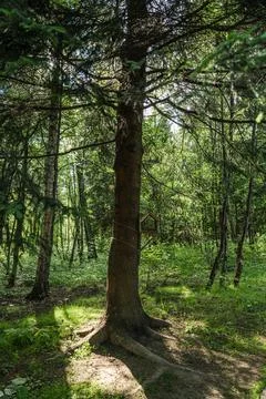 A Sunlit Forest Tree Standing Majestically Amidst the Lush Greenery of Natures Stock Photos