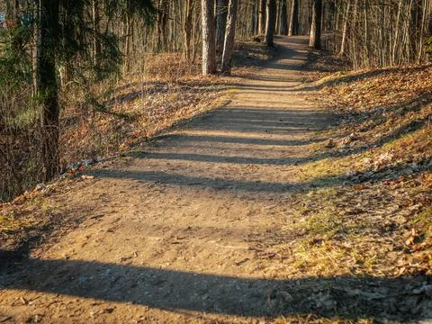 In a sunlit forest, a tree stands next to a winding dirt path. Stock Photos