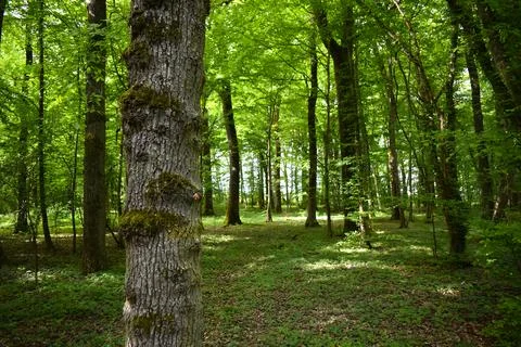 Sunlit Forest with Tree Trunk in Foreground Stock Photos