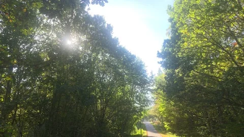 Sunlit forest trees along road Stock Footage 347258789