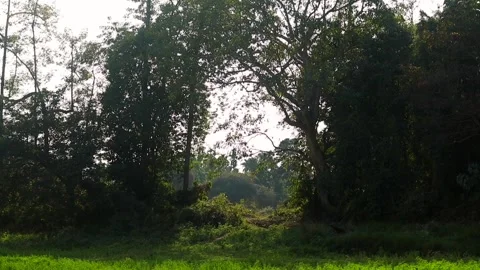 Sunlit Forest Trees and Green Meadow in Rural Landscape Stock Footage 327609338