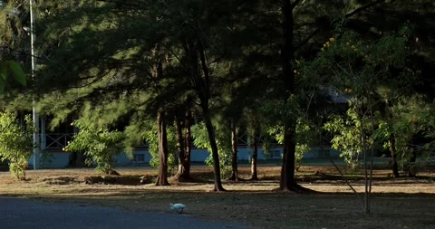 Sunlit forest with trees and shadows enveloping grassy area. Egret Video stock 303815642