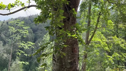 Sunlit Forest Trees Overlooking Mountain Valley in Kartepe, Turkey Stock Footage 341822959