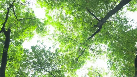 Sunlit forest trees in summer with dappled light filtering through canopy leaves Stock Footage 342332808