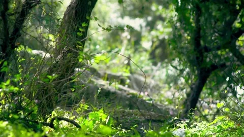 Sunlit Forest Undergrowth with Dappled Light Video stock 327193172