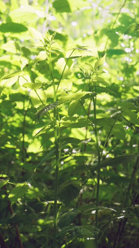 Sunlit forest understorey with leafy stems, backlit foliage, and flickering high Stock Footage 342053108