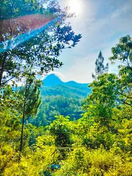 Sunlit Forest View with Mountain Backdrop Foto stock