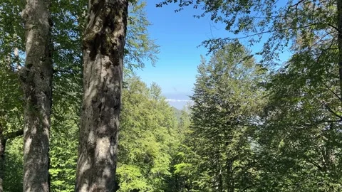 Sunlit Forest View Through Beech Trees in Kartepe, Turkey Stock Footage 341822922