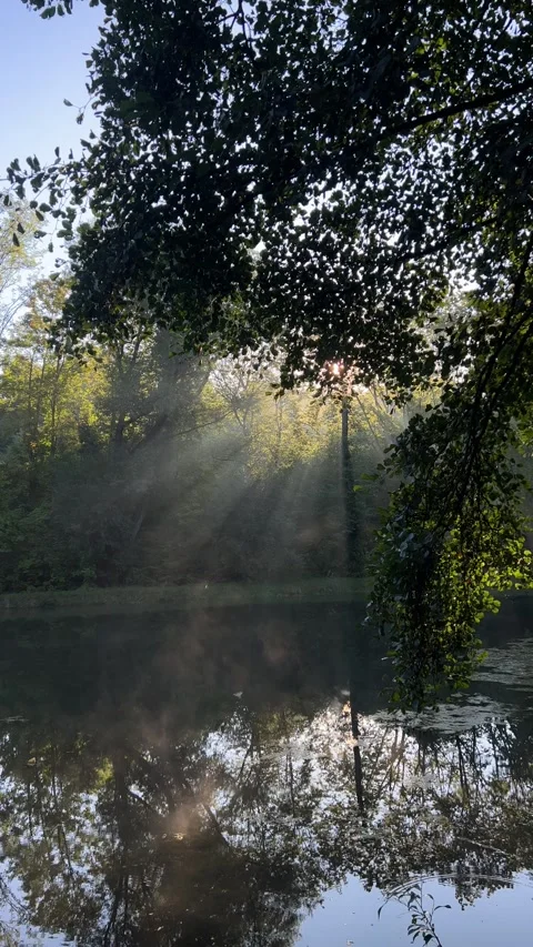 Sunlit Forest Water Reflection Stock Footage 310237629