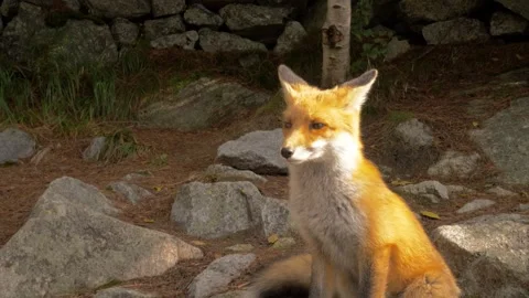 Sunlit Fox in the Forest Stock Footage 302028925