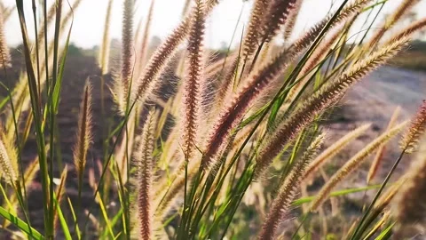 Sunlit fox tail grasses sway in a field, their fuzzy seedheads glowing Stock-Footage 329952406