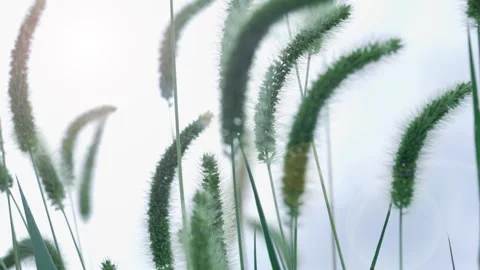 Sunlit foxtail grass swaying gently in a serene meadow during a summer day Stock Footage 342278097