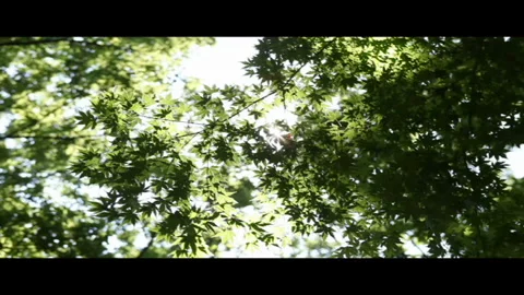 Sunlit Fresh Green Maple Video stock 327395154