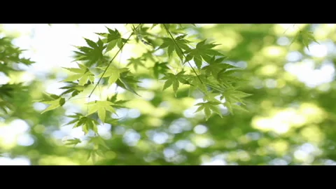 Sunlit Fresh Green Maple Stock Footage 327395554