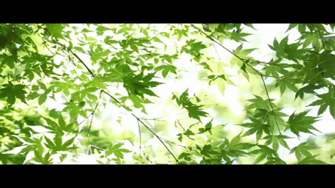 Sunlit Fresh Green Maple Stock Footage 327395868