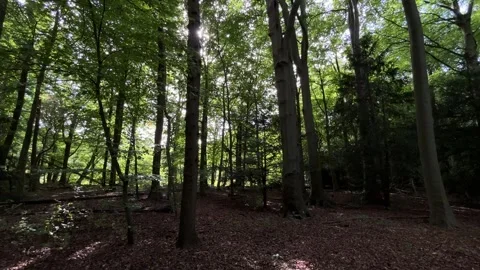 Sunlit gaps opening through dense beech woodland canopy from low ground Stock Footage 346662308