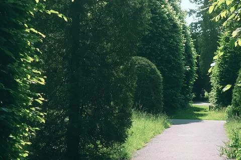 Sunlit garden path bordered by tall hedges Stock Photos