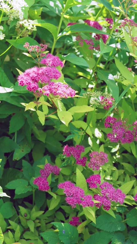 Sunlit garden shrub with bright pink spirea clusters gently swaying amid dense g Stock Footage 342054597