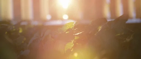 Sunlit Garden in Slow Motion Stock Footage 129530429
