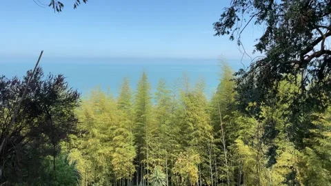 Sunlit garden trees and bamboo frame a distant calm blue sea, creating a pe.. Stock Footage 339332346