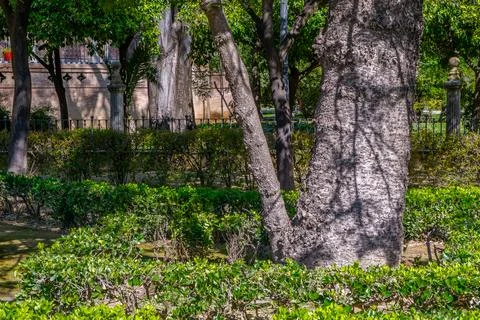 Sunlit Garden Trunk 스톡 사진