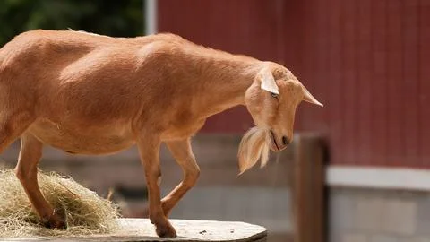 Sunlit goat with flowing beard eats hay in farm yard Stock Photos