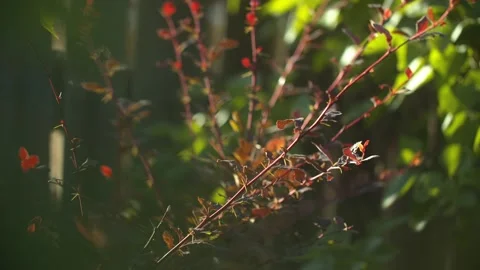 Sunlit Gooseberry Bushes Casting Delicate Shadows, A Dance of Light and Leaves Stock Footage 257762759