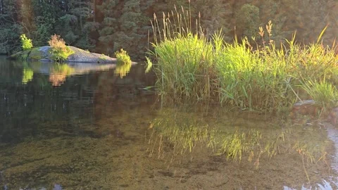 Sunlit Granite Boulder by Lake with Forest Island Reflection and plants Stock Footage 343005194
