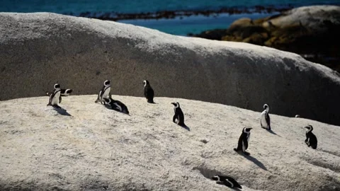 Sunlit Granite Rocks Host Diverse Penguin Colony. Calm Coastal Setting With Stock Footage 331742645