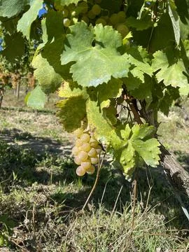 Sunlit Grape Bunch on Vine in Vineyard with Green Leaves 库存照片