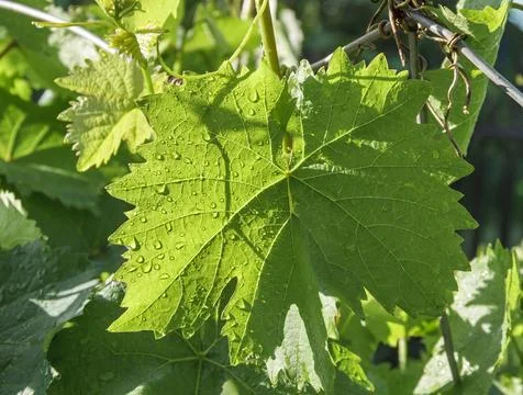 Sunlit Grape Leaf with Dew Drops in Vineyard Foto stock