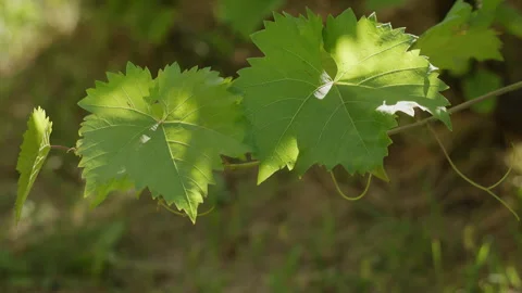 Sunlit grape leaves on a vine in a lush vineyard garden Stock Footage 342380020