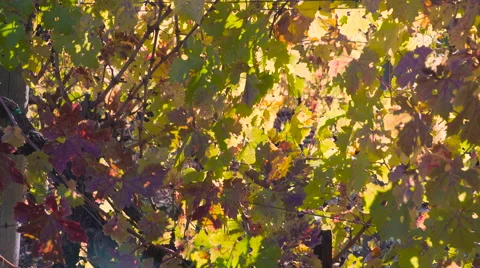 Sunlit grape vines blowing in the wind - closeup- Stock Footage 57156536