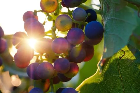 Sunlit Grapes on the Vine Foto stock