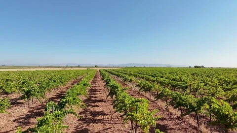 Sunlit grapevine rows under clear blue sky in La Mancha Spain Stock Footage 340658587