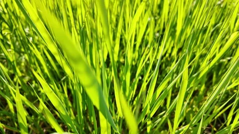 Sunlit Grass Blowing in Wind. Stock Footage 311584528