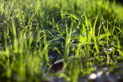 Sunlit Grass Close-Up Foto stock
