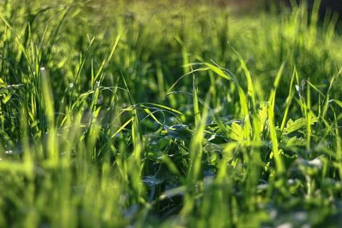 Sunlit Grass Close-Up Foto stock