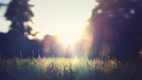 Sunlit Grass Field at Sunrise with Lens Flare Stock Footage 346038203