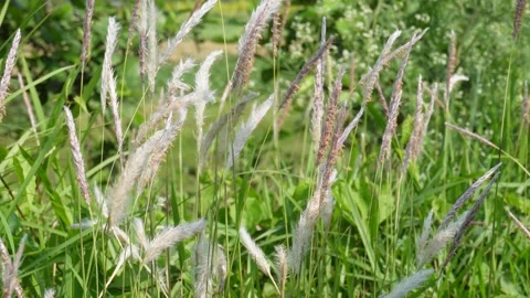 Sunlit Grass Stock Footage 335216410
