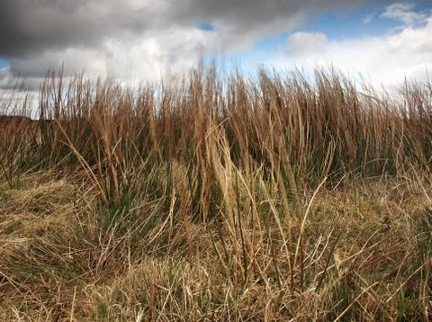 Sunlit grass Stock Photos
