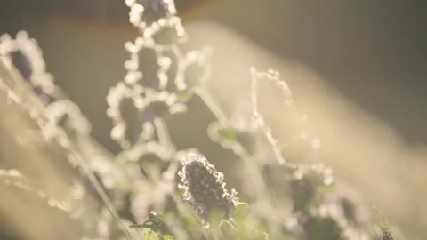 Sunlit grass seed heads close-up Stock Footage 336465894