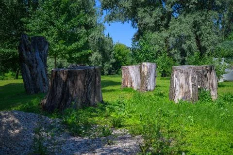 Sunlit grass surrounds weathered tree stumps Stock Photos