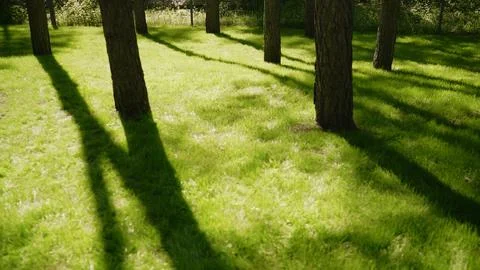 Sunlit grass with tree shadows in forest clearing Stock Photos