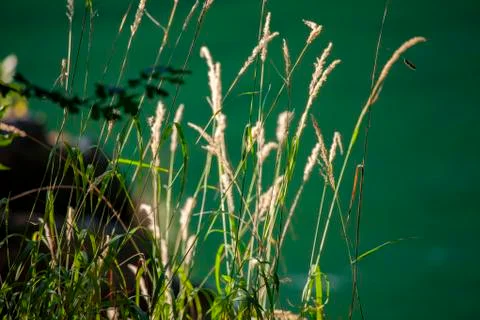 Sunlit grasseson emerald background Stock Photos